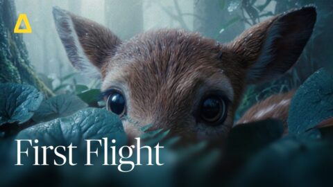 An Artlist AI animated holiday short: First Flight (2025) — Drama Animation Short Film